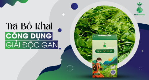 Giải Độc Gan An Toàn Với Trà Bồ Khai: Bí Quyết Bảo Vệ Sức Khỏe Tự Nhiên